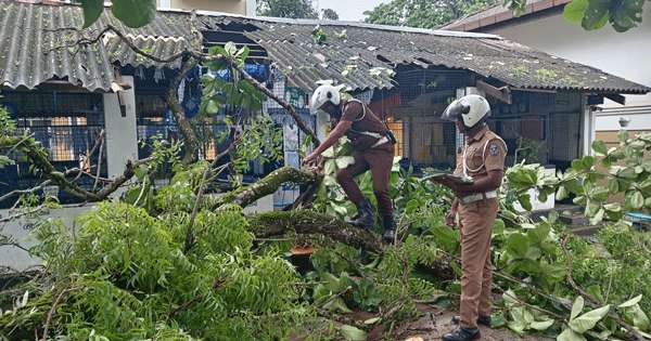 කොහොඹ ගහ දරුවන් තිදෙනෙක් රෝහලට යවති