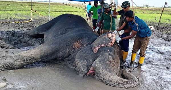 තවත් අලියෙක් රෝගී වී ඇද වැටේ