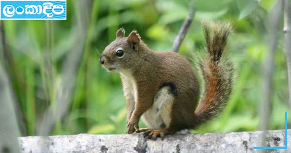 සුරතලයට ගෙනා සතුන් කටුනායකදී අල්ලයි