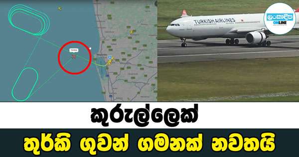 කුරුල්ලකු නිසා තුර්කි ගුවන් ගමන නවතී