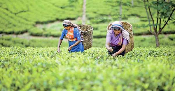 තේ තැරැව්කරුවන් සඳහා අලුත් නියෝග