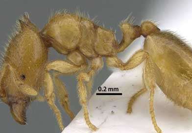 සාජාවෙන් දුර්ලභ කුහුඹු විශේෂයක්