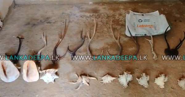 මුහුදු බෙල්ලන් - මුව අං තට්ටු තොගයක් අල්ලයි