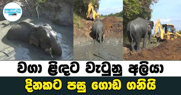 වගා ළිඳට වැටුනු අලියා දිනකට පසු ගොඩ ගනියි