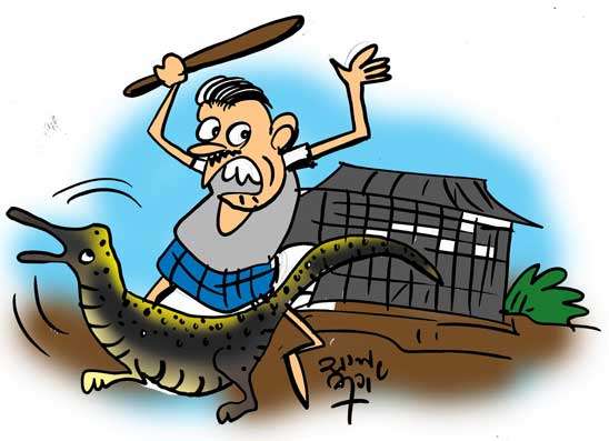 කුකුළු  පැටව් රකින්න ගිහින් රෝහලේ නැගලා