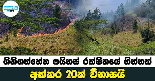 ගිනිගත්හේන ෆයිනස් රක්ෂිතයේ ගින්නක්: අක්කර 20ක් විනාසයි