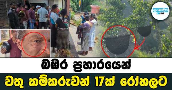 බඹර ප්‍රහාරයෙන් වතු කම්කරුවන් 17ක් රෝහලට