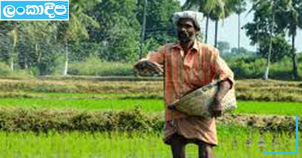 කුඹුරු ගොවින්ගේ පෝර සහනාධාරයට කැබිනට් අනුමැතිය