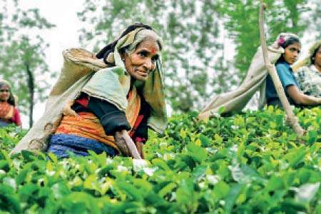 වැවිලි ක්ෂේත්‍රයේ තිරසාර පැවැත්මට සාධාරණ විදුලි ගාස්තුවක අවශ්‍යතාව