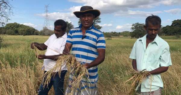 පෑවිල්ලෙන් දිස්ත්‍රික්ක පහක කුඹුරු අක්කර හයදාහක් වැනසේ