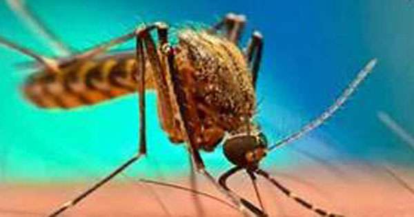 මදුරු මර්දනයට විශේෂ දින තුනක්