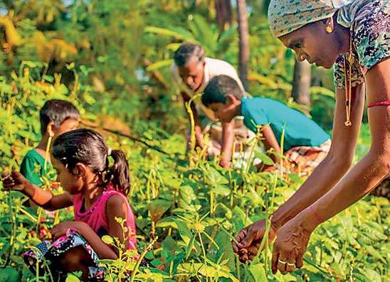 කෘෂිකාර්මික සංගණනය ඔක්. 01 සිට 15 දක්වා