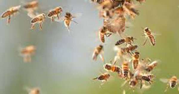 පේරේ සරසවියේ අටකට බඹර ප්‍රහාරයක්