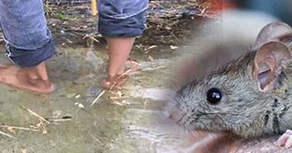 මිනුවන්ගොඩ මී උණ රෝගීන් 18ක්: 1මරණයක්