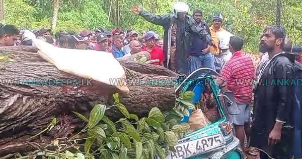 ත්‍රිරෝද රිය මතට ගස වැටී සිසුවෙක් ඇතුළු තුනක් මරුට