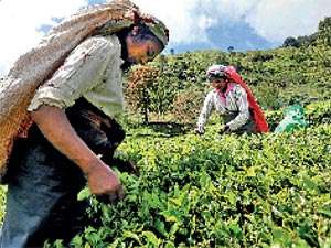 තේ කර්මාන්තයේ අනාගතය