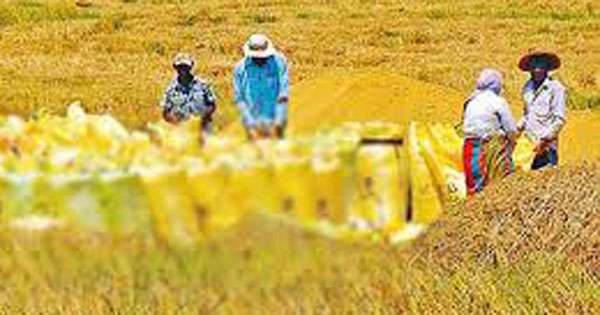 ලංකාවේ වී අස්වනු ටොන් ලක්ෂ හතර හමාරකින් පල්ලම් බැහැලා