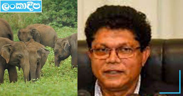 වන අලි රකින්න දැඩි නීති