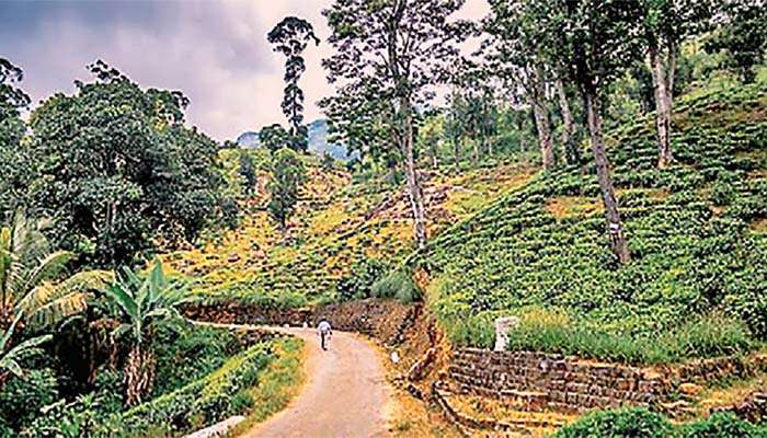 වැවිලි ක්ෂේත්‍රයේ ඌන උපයෝජිත ඉඩම් බදු පදනමට ආයෝජකයන්ට