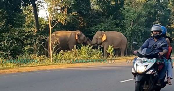 මහ පාරේ අලි වලියක්