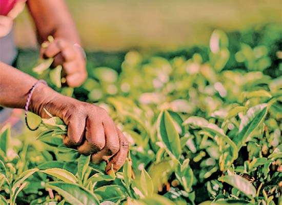 අප්‍රේල් තේ නිෂ්පාදනයේ සියයට 8.5 ක අඩුවීමක්