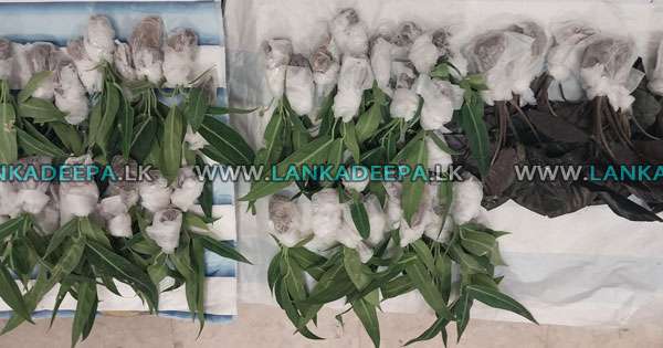 හොර පාරෙන් මෙරටට ගෙන ආ විසිතුරු පැළ අත්අඩංගුවට