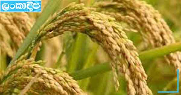 බිත්තර වී ගොවිපොළ රක්ෂණයක් අරඹයි