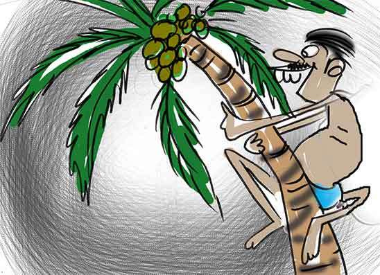පොල් කඩන්න ගිහින් අමාරුවේ වැටිලා