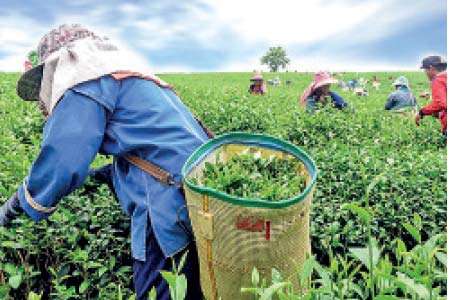 ශ‍්‍රී ලංකාවේ තේ කර්මාන්තය ශක්තිමත් කිරීමට NDB බැංකුවේ දායකත්වය