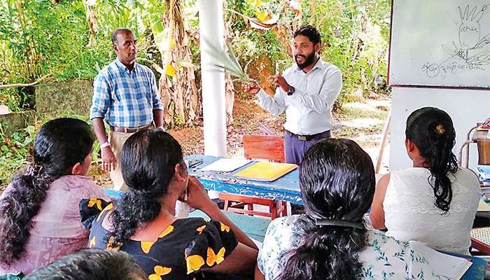 බෙන්තොට පොල් ඉඩම්වල අතුරු භෝග වැවීමේ වැඩපිළිවෙළක්