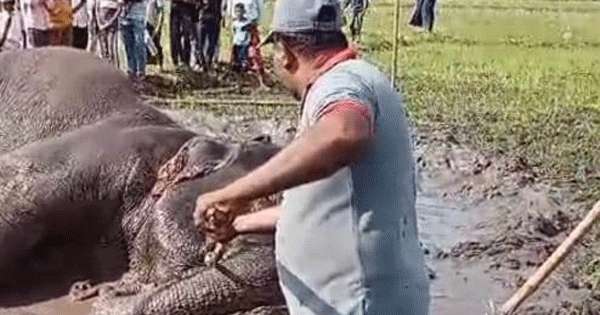 තවත් සද්දන්තයෙක් මරු දකී