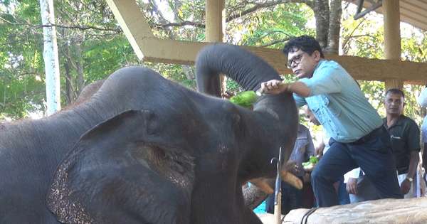 පින්නවල අලි ඇතුන්ට හිසතෙල් ගල්වති