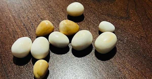 කෝටි නවයේ ගජමුතු විකුණන්න ගිය තුනක් මාට්ටු