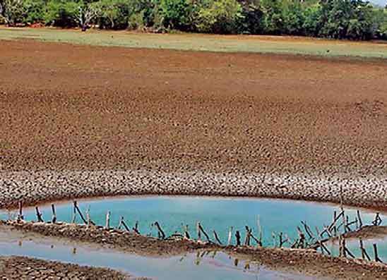 එල්නිනෝ බලපෑමෙන් ආහාර මිල ඉහළ  යාමේ අවදානමක් - එක්සත්  ජාතීන්ගේ ආහාර හා කෘෂිකර්ම සංවිධානය