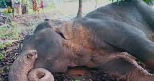 අන්ද අලියා පුළුස්සා මැරූවැයි තිදෙනාට ඇප