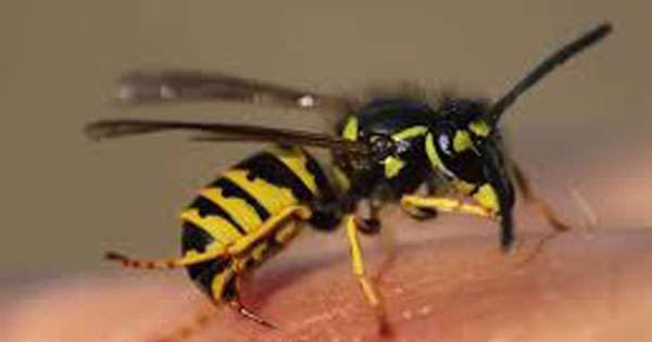 බඹර ප්‍රහාරයෙන් අයෙක් මරුට : 6 ක් රෝහලේ