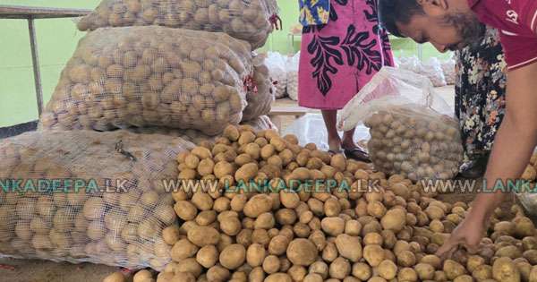 නුවරඑළිය ගොවිහු රජයට අර්තාපල් දෙති