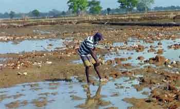 දිට්වා කුණාටුවෙන් ගොවිබිම් හෙක්ටයාර් 125,000ක් මුළුමනින්ම විනාශයි