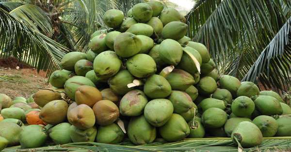 පොල් වගාව දිරිගන්වන්න ආණ්ඩුවෙන් සල්ලි