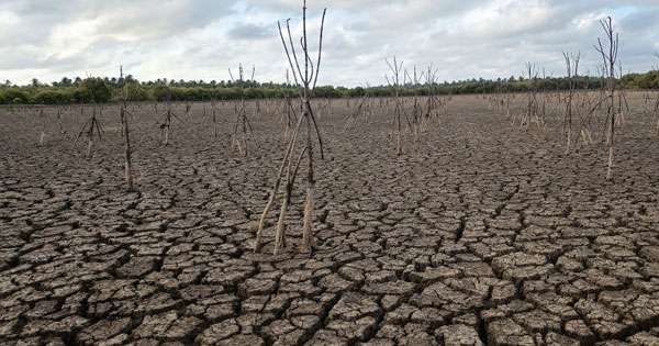 නියඟයට අසුව කඩොලාන මැරිලා