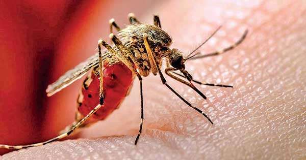 ඩෙංගු රෝගීන් 86000 ඉක්මවයි