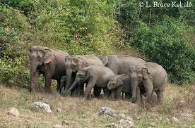 ආයෝජකයන් පිනවීමට අලි එළවීම සහ  හම්බන්තොට අලි කළමනාකරණ රක්ෂිතයේ කතාව