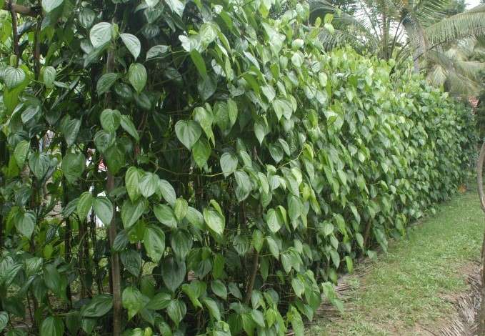 බුලත් අපනයනයේ පාකිස්ථාන තීරුබදු අර්බුදය හෙළිවෙයි