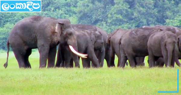 අග්බෝ ඥාතීන් සොයා මහකනදරාවට