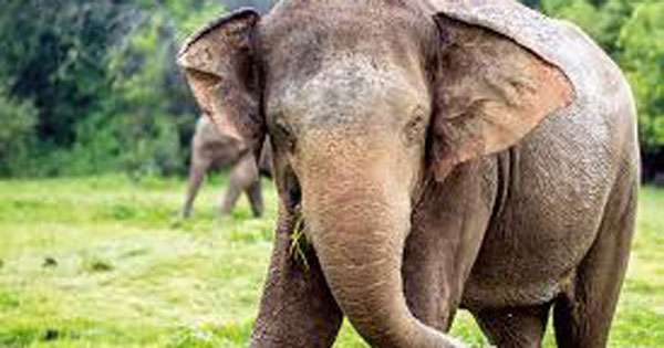 වල්අලි ප්‍රහාරකින් ගොවීහු තුනක් මරුට