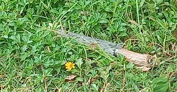 පොලිසිය වෙඩි තබා සැකකරුවකු අල්ලයි