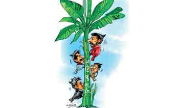 මාලිමා ආණ්ඩුවත් ගල් අඟුරු කෙසෙල් ගසේ පැටලෙයි