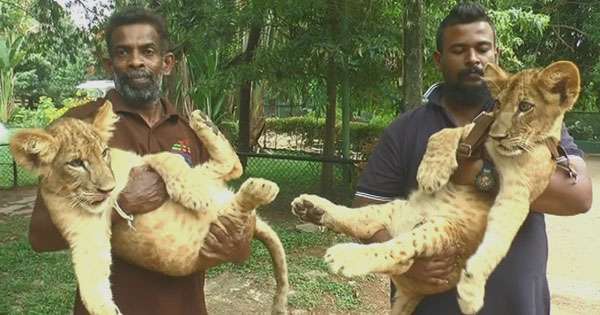 කේසර සහ කියාරා සිංහ යුවළගේ දරුවන් මහජන ප්‍රදර්ශනයට