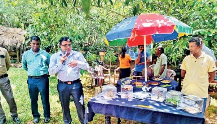 මී මැසි පාලනය පිළිබඳව පාසල් ළමයින්ට දැනුම