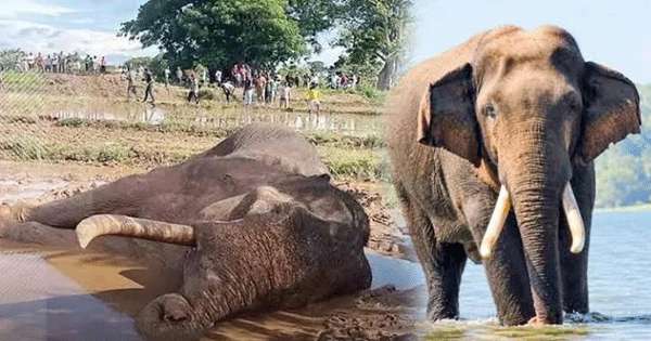 කාවන්තිස්සට’ වෙඩි තැබුවැයි නිපුනතා නිලධාරියා අල්ලයි